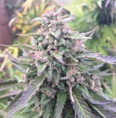 cannabis seeds ideal for small indoor spaces bm