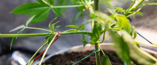 cannabis seeds ideal for small indoor spaces ff