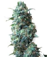 cannabis seeds ideal for small indoor spaces gg