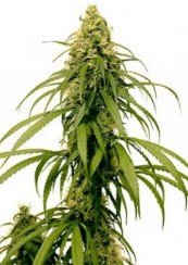 cannabis seeds that finish before first frost e