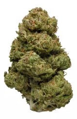 cannabis seeds that finish before first frost f