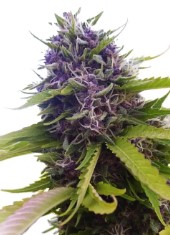 cannabis seeds that finish before first frost g