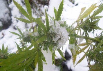 cannabis seeds that finish early in northern climates aa