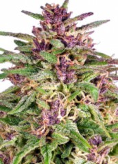 cannabis seeds that finish early in northern climates c