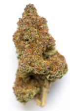 Cannabis Seeds That Finish Early in Northern Climates