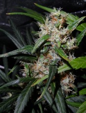 cannabis seeds that finish early in northern climates e