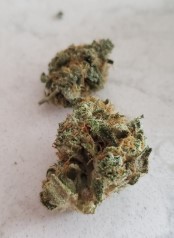 cannabis seeds that finish early in northern climates f