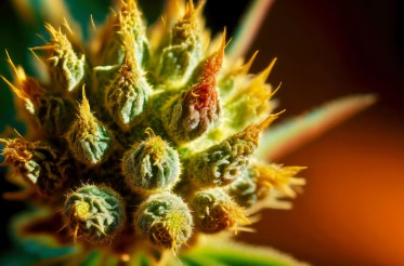 Cannabis Seeds That Grow Well in Humid Environments