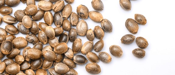 cannabis seeds that grow well in humid environments c