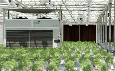 cannabis seeds that grow well in humid environments d
