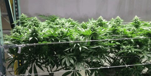 cannabis seeds that grow well in humid environments e