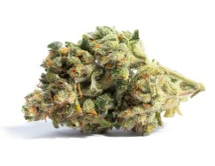 cannabis seeds that thrive in hot climates ap