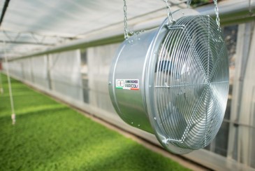 cannabis seeds that thrive in hot climates gg