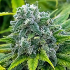 cannabis seeds that thrive in hot climates mw