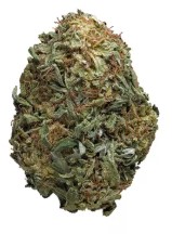 cannabis seeds that thrive in texas heat e