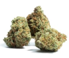 cannabis seeds that thrive in texas heat g