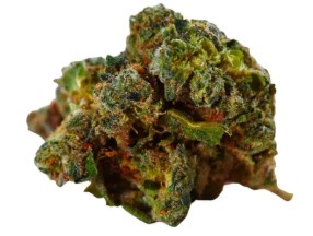 cannabis seeds that thrive in texas heat h