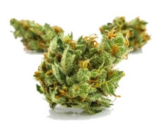 cannabis seeds that thrive in texas heat i