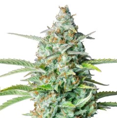 cannabis seeds that thrive in texas heat j