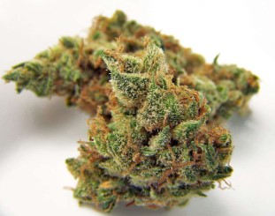 cannabis seeds with fastest flowering time e