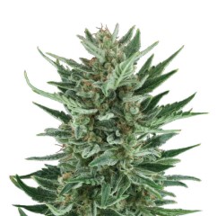 cannabis seeds with fastest flowering time f