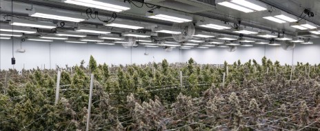 cannabis seeds with low odor for stealth growing e