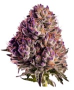 Cannabis Seeds With Purple and Blue Genetics
