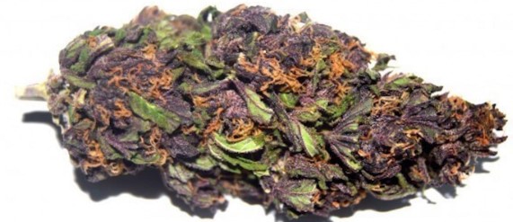 cannabis seeds with purple and blue genetics b