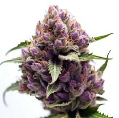 cannabis seeds with purple and blue genetics e