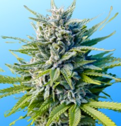 cannabis seeds with purple and blue genetics f