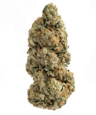 cannabis seeds with the best terpene profiles e