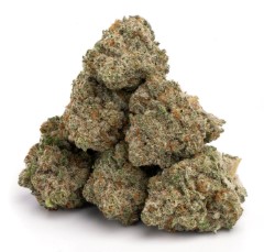 cannabis seeds with the best terpene profiles jh