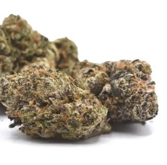 cannabis seeds with the best terpene profiles rr