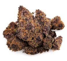 cannabis seeds with the best terpene profiles tc