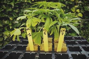 cannabis seeds with the highest thc content b