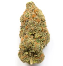 cannabis seeds with the highest thc content e