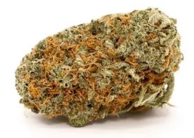 cannabis seeds with the highest thc content f