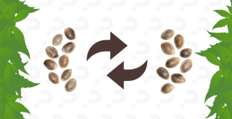 cannabis seeds with the highest thc content g