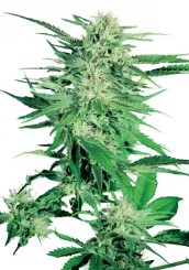 cannabis seeds with the highest yields in 2025 e