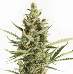 cannabis seeds with the highest yields in 2025 f