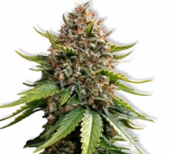 cannabis seeds with the highest yields in 2025 h