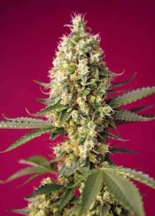 cannabis seeds with the highest yields in 2025 i