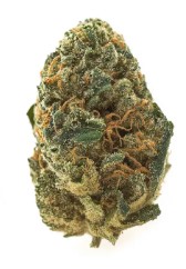 cannabis seeds with the highest yields in 2025 j