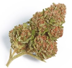 cannabis seeds with the most customer reviews d