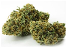 cannabis seeds with the most customer reviews f