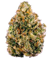 cannabis seeds with the most customer reviews h