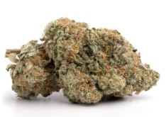 cannabis seeds with the most customer reviews i