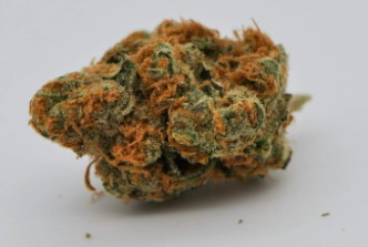 cannabis seeds with the most customer reviews j