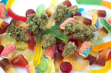 cannabis seeds with unique flavor profiles b