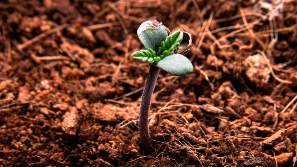 Methods to Improve Soil CEC for Medical Cannabis